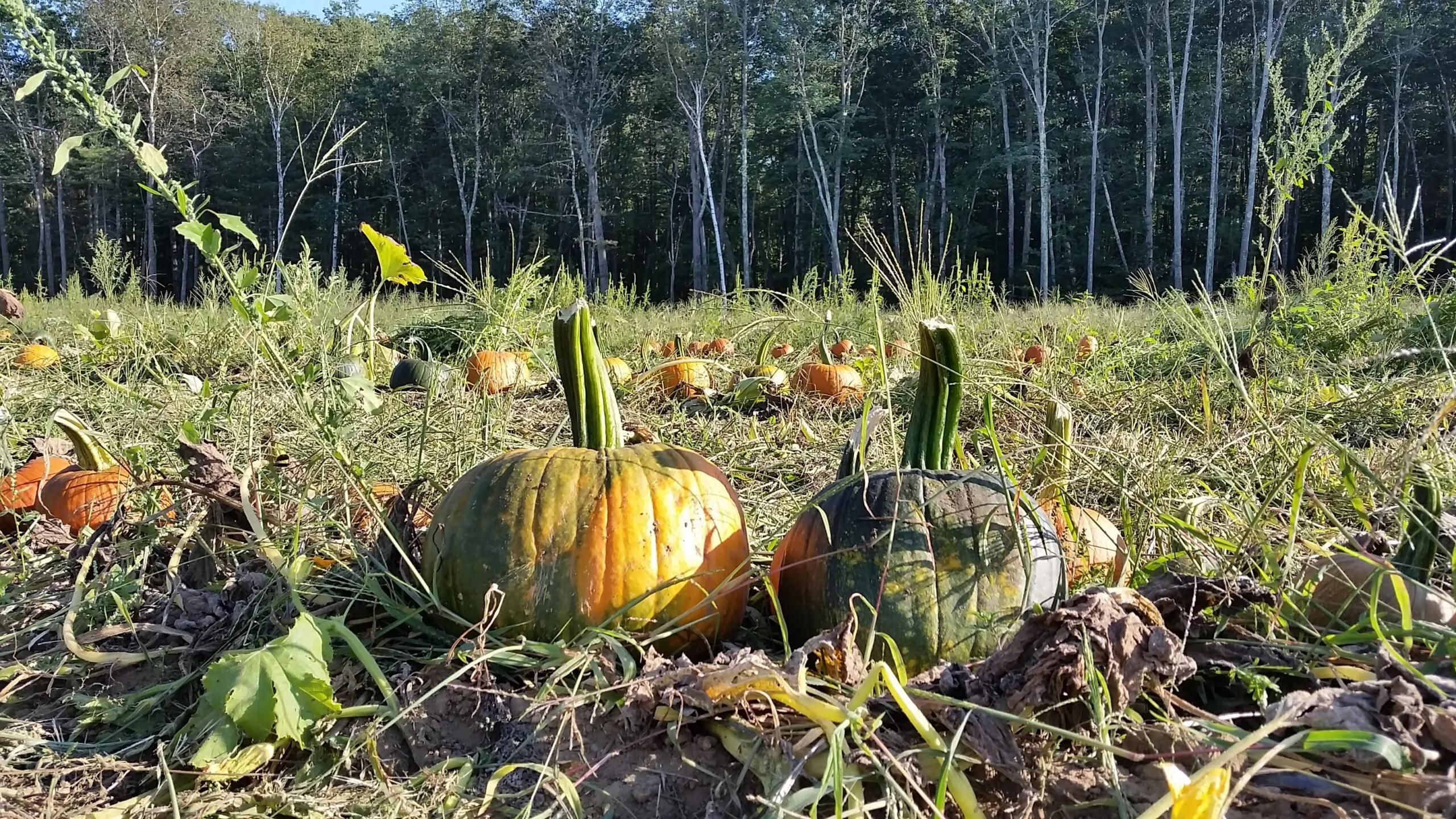 A Pumpkin Patch in Maine - New England Innkeeper