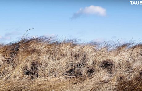 beach_grass_final_sm_web